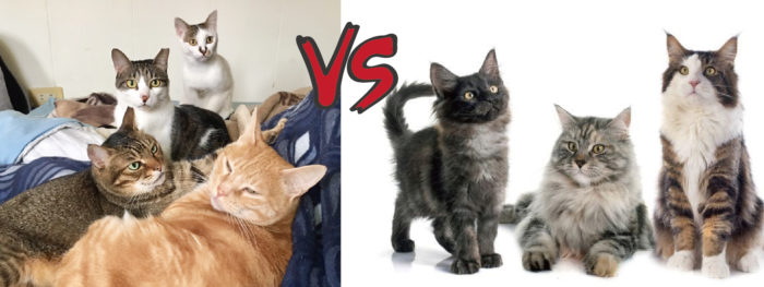 米克斯 vs 純種貓 